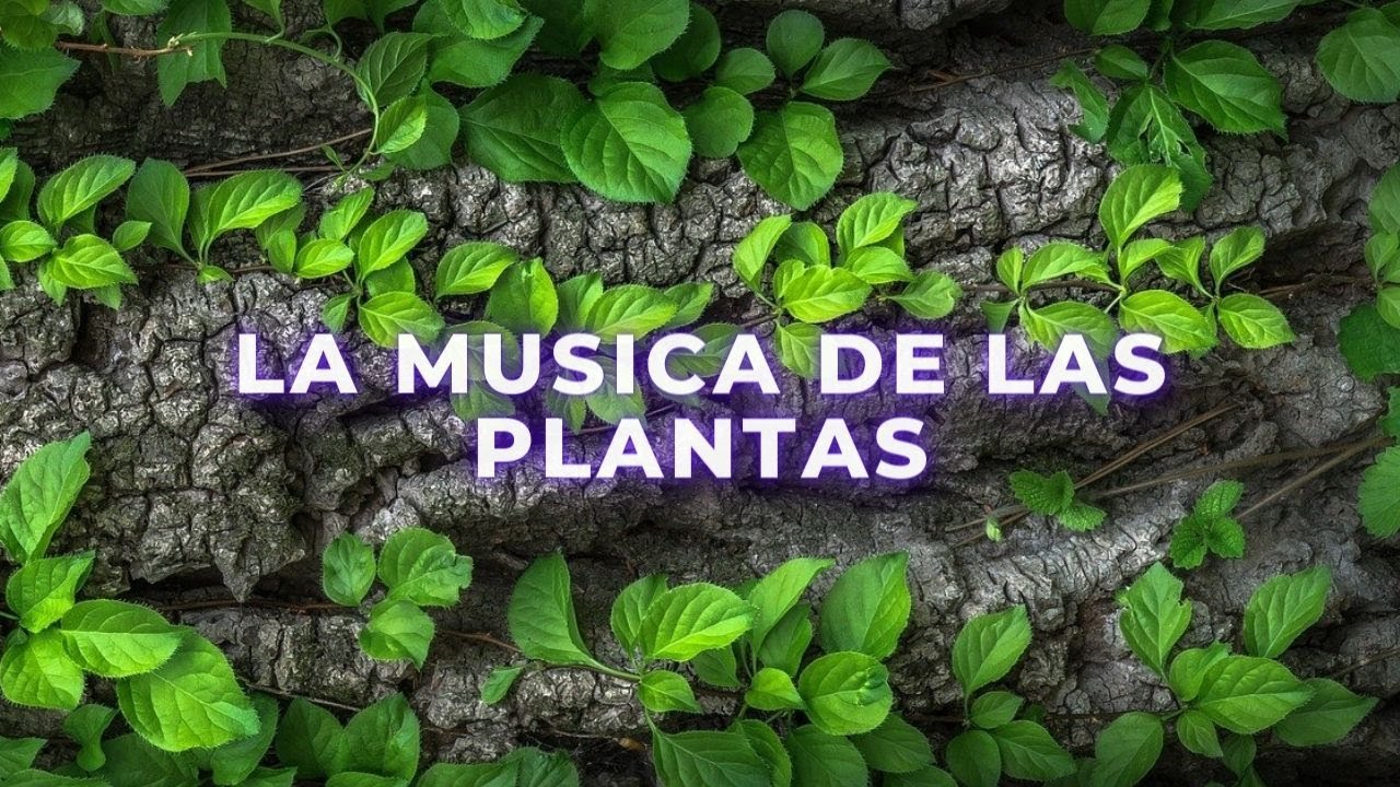 La musica de las plantas - Que es? - YouTube