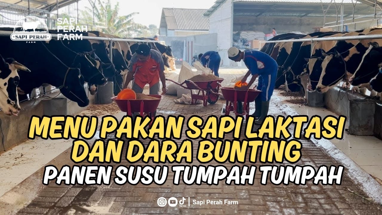 WOW 😍 MENU PAKAN INI MAMPU HASILKAN SUSU HINGGA 27 LITER SUSU PER EKOR PER HARI ‼️