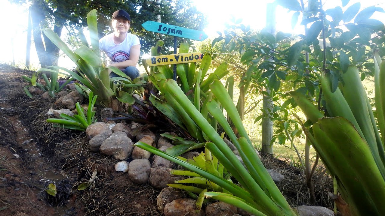 Dicas Incríveis, Meu Jardim de Bromélias - Paisagismo