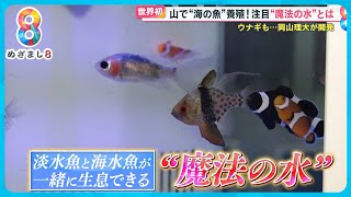 【世界初】山で海の魚を養殖 淡水魚と海水魚が共存できる！岡山理大が開発“魔法の水”【めざまし８】