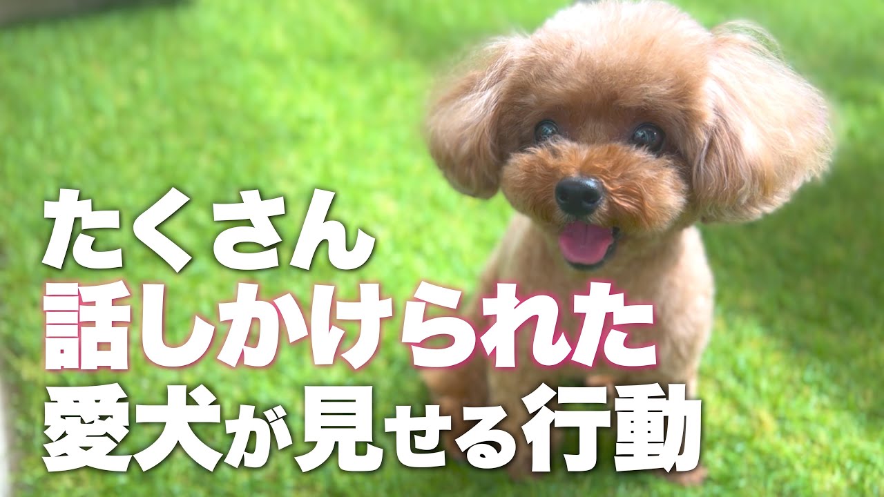 飼い主を舐める場所で分かる愛犬の気持ちと伝わるメッセージ Youtube 飼い主を舐める場所で分かる愛犬の気持ちと伝わるメッセージ Youtube