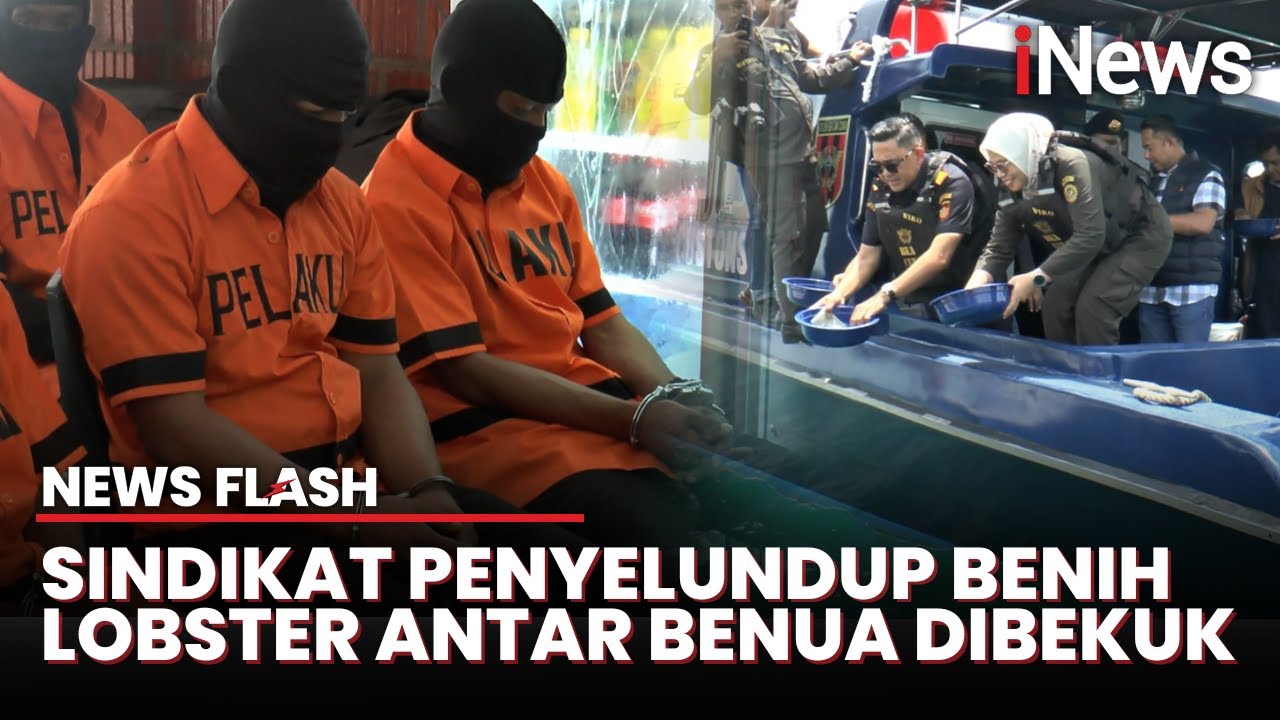Bea Cukai Batam Gagalkan Upaya Penyelundupan Benih Lobster Senilai Rp26,9 Miliar di Pulau Bintan