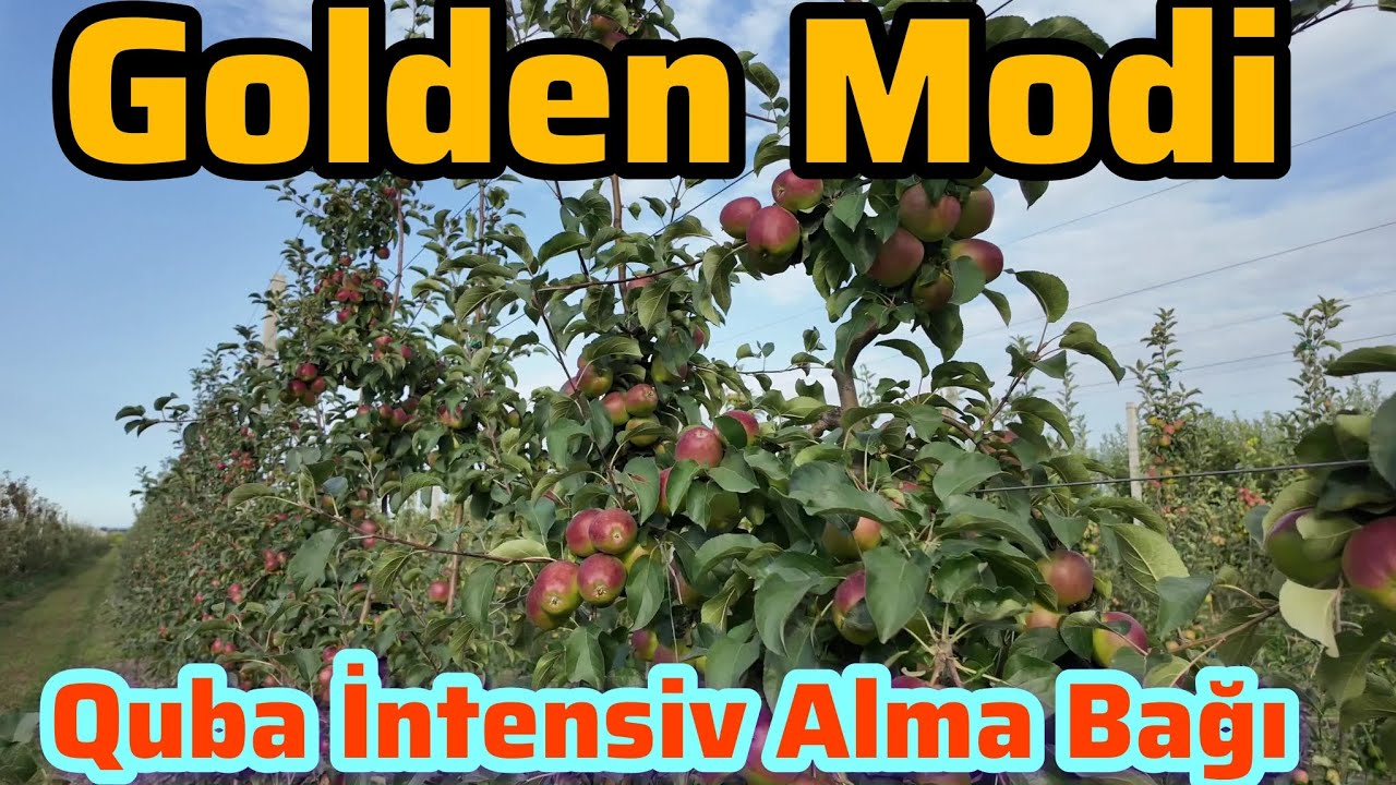 Quba İntensiv Alma Bağları