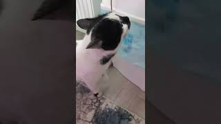 Kedi Girmişşfet Şfetteyiz Şfetbeniöneçıkar