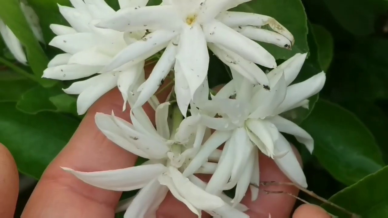 Care of jasmine summer flowering plants in pots // care of summer