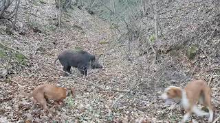 Obuka pasa u prirodu na divlju svinju