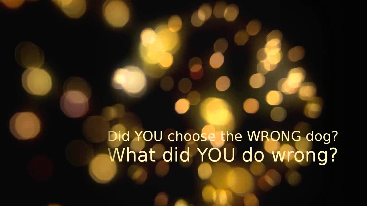 Helpful Tips in Housebreaking an Older Dog YouTube