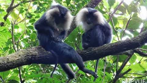 Biodiversity Of India by Pallavi Chavan