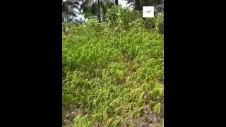 Inside a N13M ($30,000) 500sqm plots in Independence Layout Phase 2 Enugu Inside a N13M ($30,000) 500sqm plots in Independence Layout Phase 2 Enugu