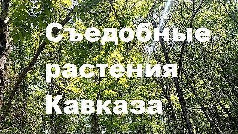 #Съедобные #растения #Северного #Кавказа.