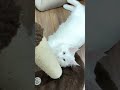 Big White Cat Maine Coon #cat #catvideos
