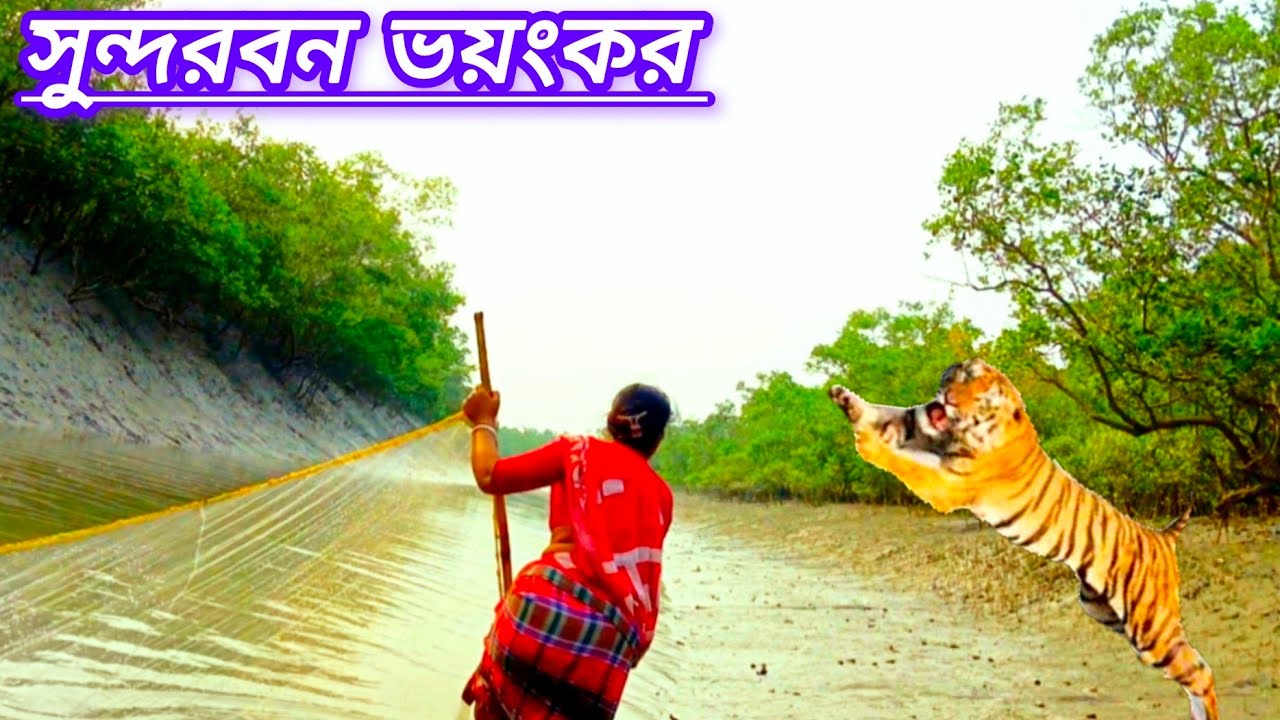 সুন্দরবনের ভয়ংকর রয়েল বেঙ্গল টাইগার এগিয়ে চিংড়ি মাছ ধরা #সুন্দরবনের রয়েল বেঙ্গল টাইগার#বাঘ।