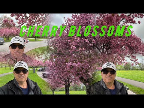 CHERRY BLOSSOMS @JaperSniperOfficial @lynofficial2565 @zidneh1440