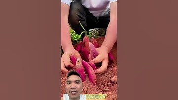 Cách trồng khoai lang siêu củ #farming