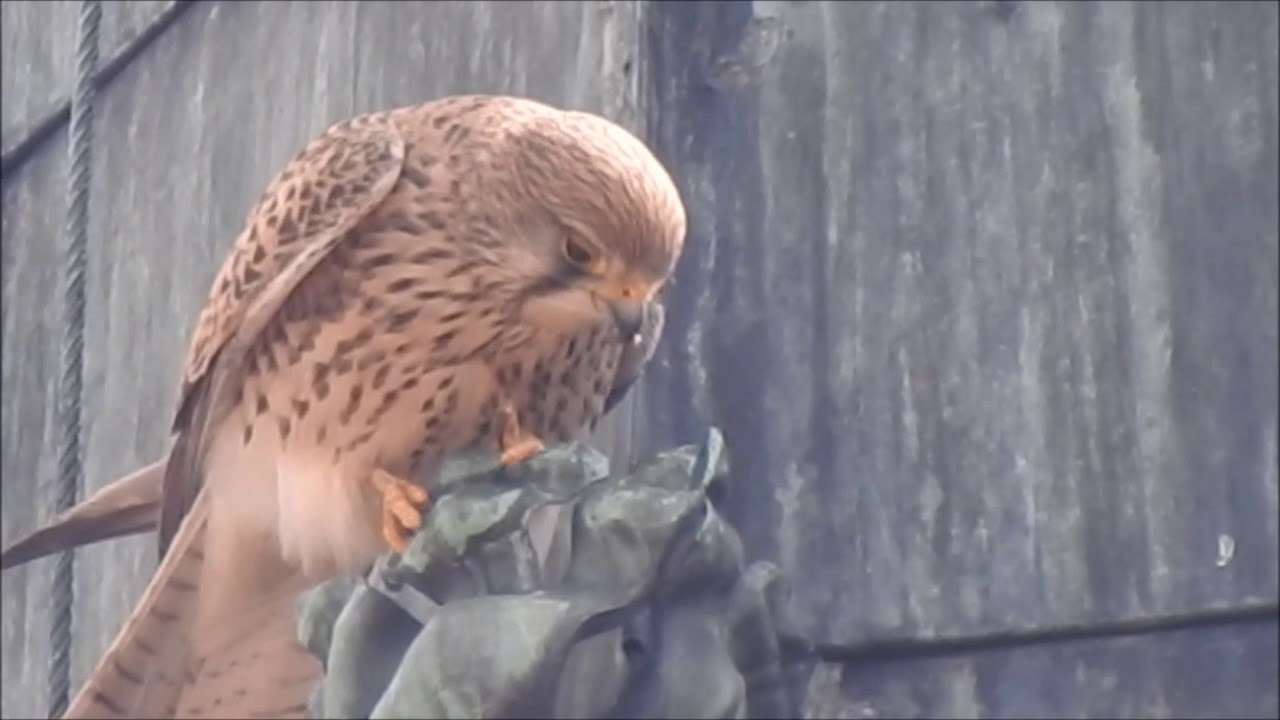 Vanturel Vanturel rosu, Falco tinnunculus, female - YouTube