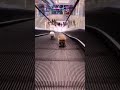 Puppies    teacup puppies tom puppies  cute puppies  cute dogs  lovely dogs on escalator 