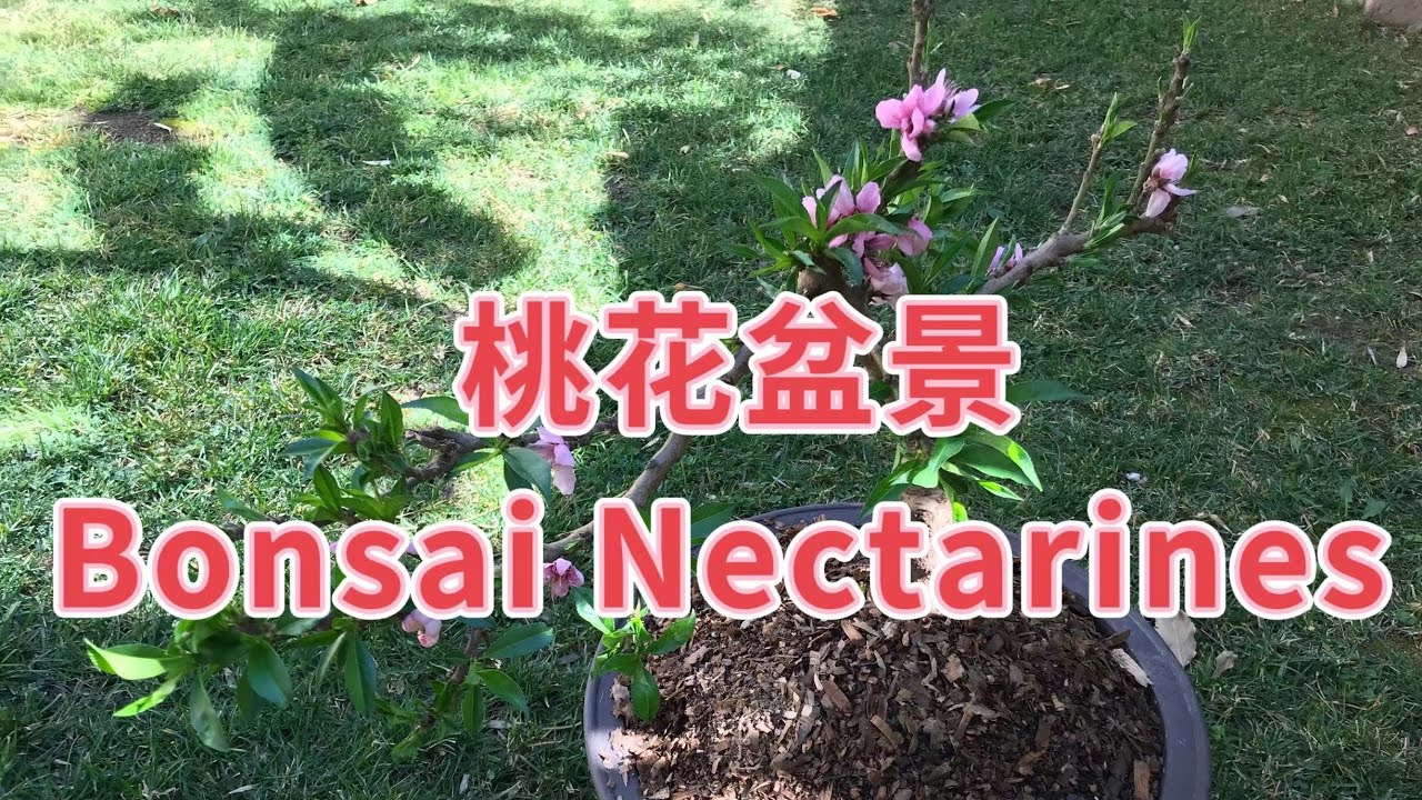 Bonsai Nectarines 桃花盆景 YouTube