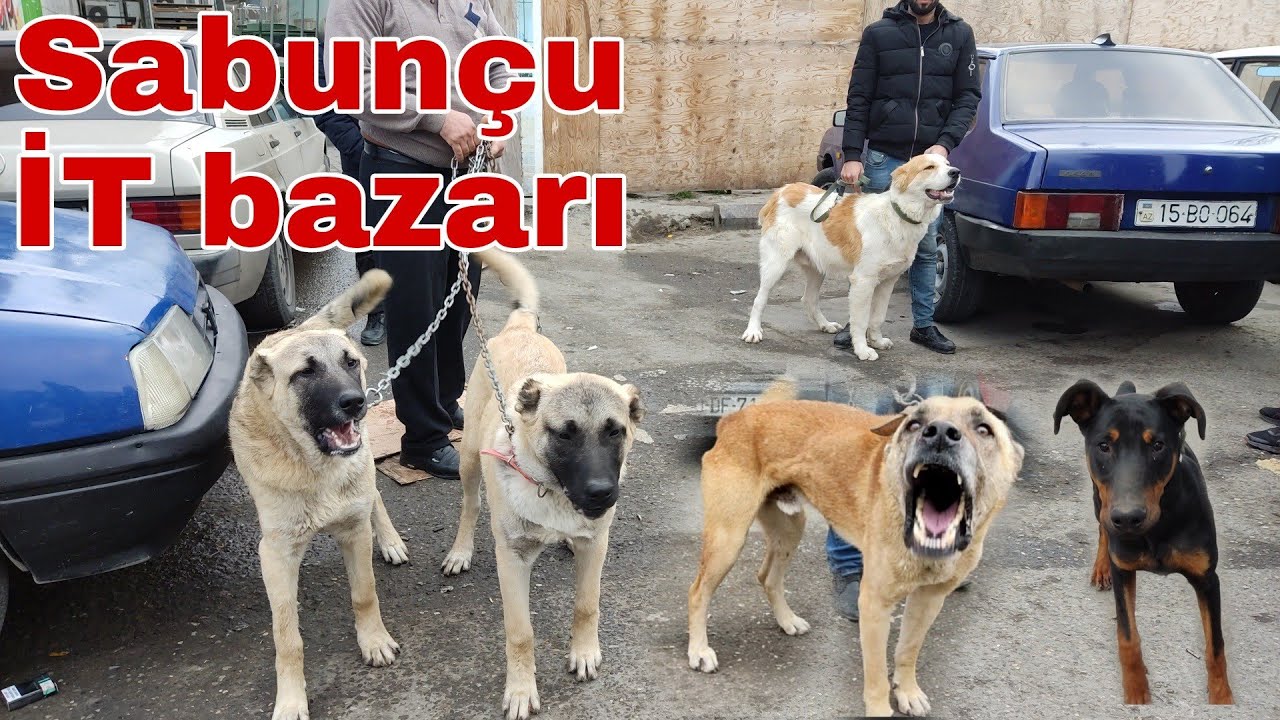 Sabunçu İT bazarı. 09.01.22 #mubarizemintv #sabuncuitbazari #sabuncutoyuqbazari #sabuncuqusbazari