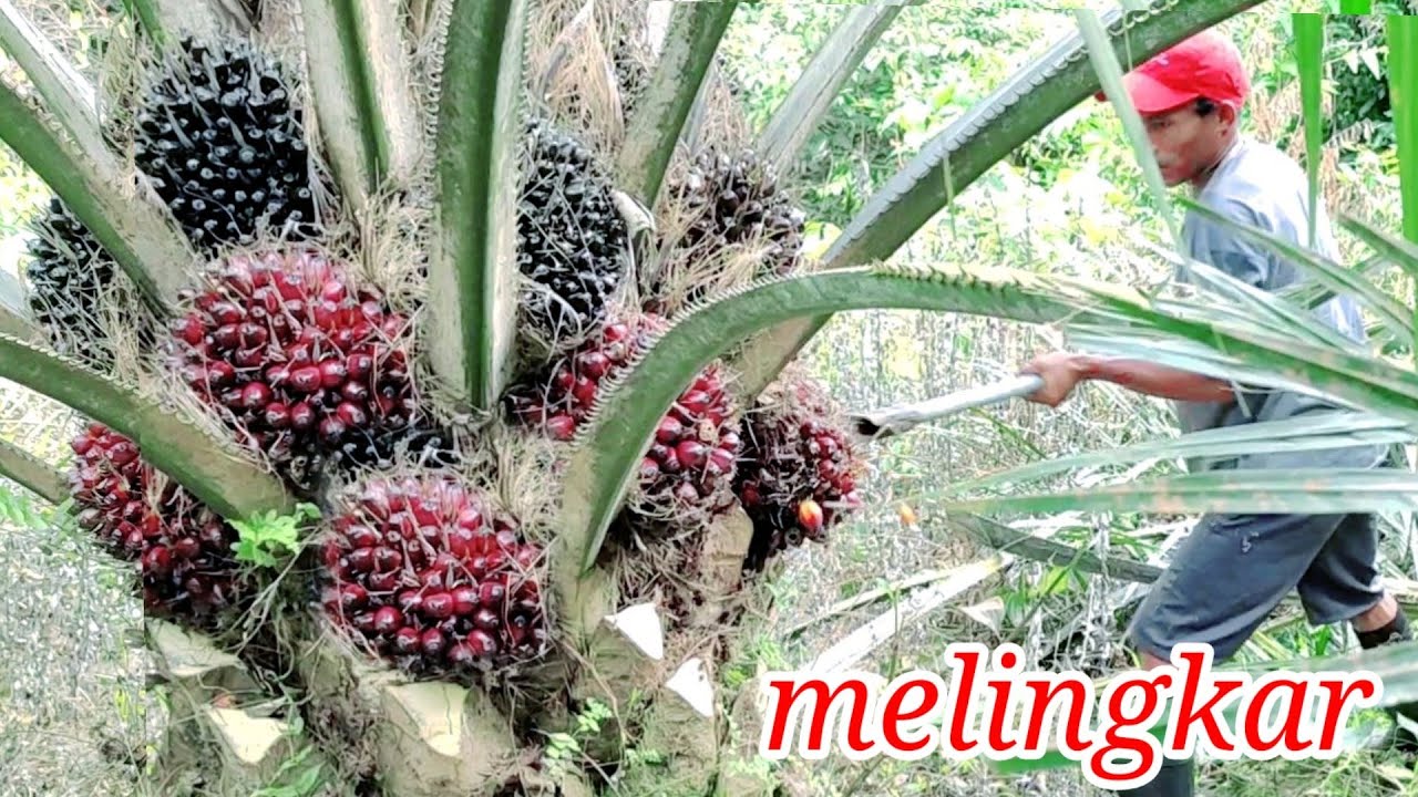 panen sawit penomenal buah beramburan PPKS 540