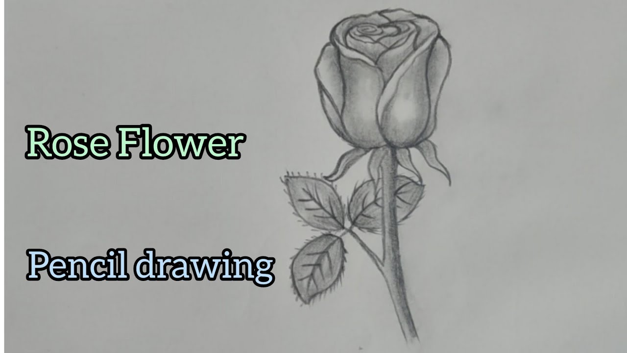 How to draw a Rose flower Rose Flower drawing Easy step by step