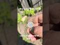 The Queen very far from home, metal detecting Calistoga Ca #treasurehunting #buriedtreasure #metal
