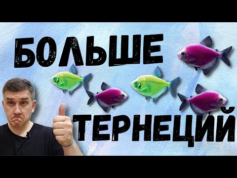 Купил немного рыбасов / Тернеция / Gymnocorymbus ternetzi /