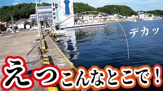 えっ！身近な港から穴ハゼの飲ませ釣りにありえないのがキタ