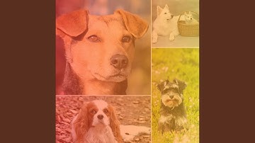 Pulsating Backdrops for Caring for Dogs