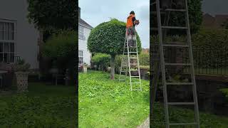 HEDGE TRIMMING TREE TRIMMING SATISFYING #hedgetrimming #hedgetrimmer #grasscutting #lawnedging #lawn