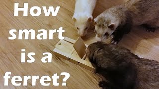 How smart is a ferret? by channel4ferrets 26,100 views 9 years ago 1 minute, 45 seconds