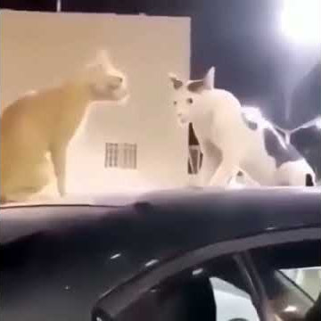 Cats Fighting Fnaf Ambience Sound Meme