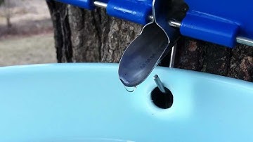 Sap Flowing from My Sugar Maple