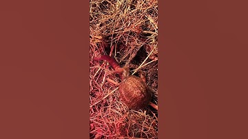 Baby box turtle vs worm