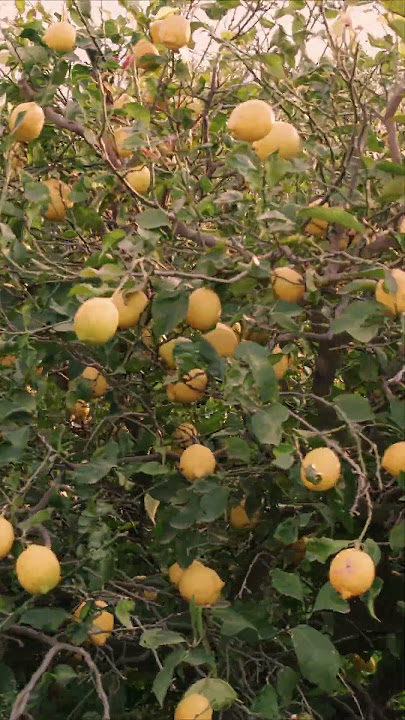 Why Your Citrus Tree Leaves Are Turning Yellow and How to Fix It | Agri Farming