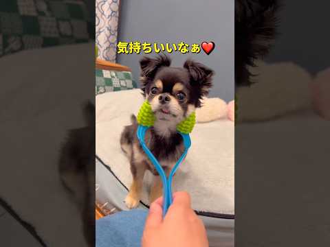 でかい顔は禁句🐶💢#柴犬 #チワワ #shorts