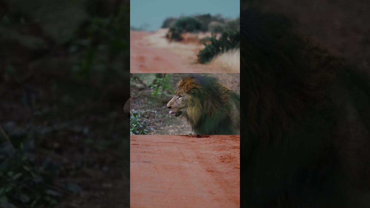 WEIRD FACTS ABOUT LIONS | 