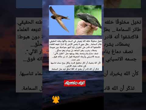 الطائر الذي لا يهبط حرفيا