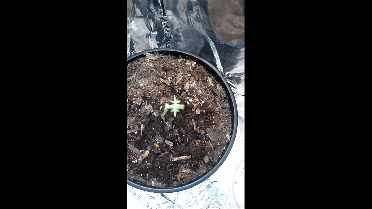 5 week cannabis grow update