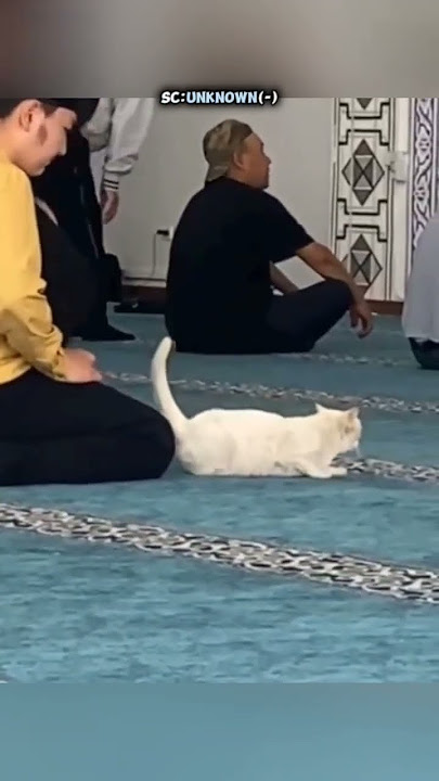 Ketika Kucing Pintar Masuk Ke Dalam Masjid🐱 #shrots #kucing