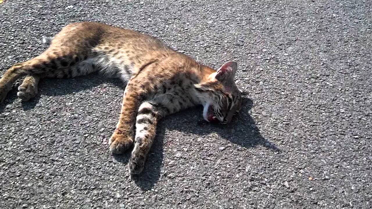 Bobcat in murfreesboro tn. YouTube