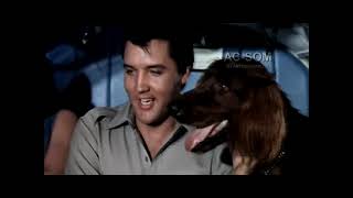 Elvis Presley - A Dog's Life (rock Fest)