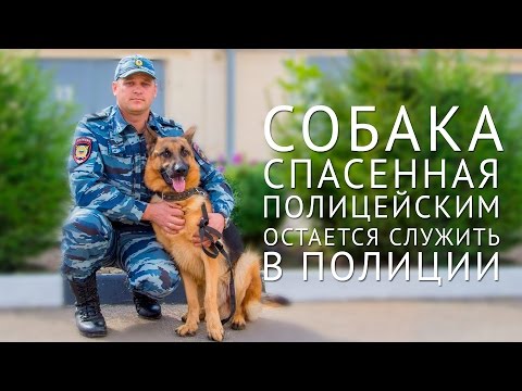 В Краснодарском крае собака, спасенная полицейским, остается служить в полиции