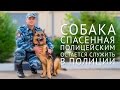 В Краснодарском крае собака, спасенная полицейским, остается служить в полиции