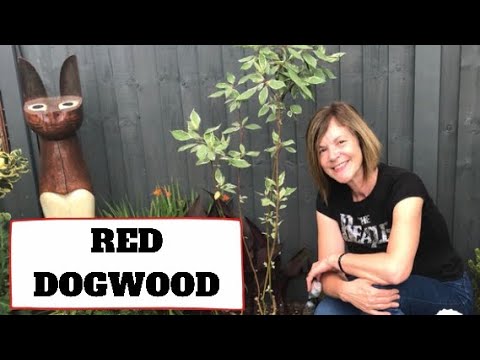 Vídeo: Crescimento de Dogwoods Tatarian - Como cuidar de um arbusto Tatarian Dogwood