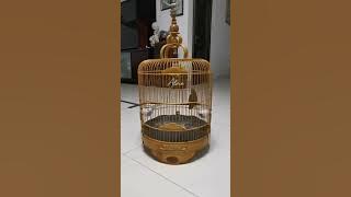 Pancing wambi mini / tieumi bahan anda , dijamin langsung nyaut