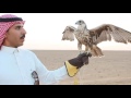 موسم صيد الصقور شمال السعودية