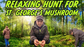 Relaxing Hunt for Saint George's Mushroom: Captivating Forest Adventure #foraging #mushroomhunting