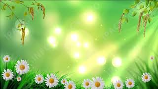 Chamomile flowers on nice spring background video footage. screenshot 4