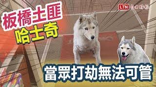 流浪狗變網紅一窺消防犬哈哈身世之謎