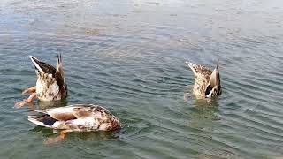 Trio Of Mallard Ducks In Tynemouth Park On The Boating Lake